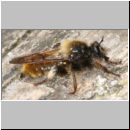 Laphria flava - Mordfliege 11.jpg